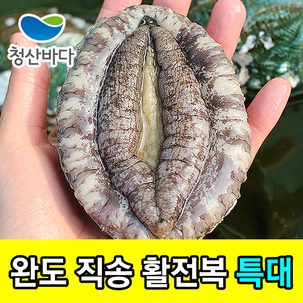 [청산바다] 완도 활전복 특대 7-8미 1kg (손질도구증정)
